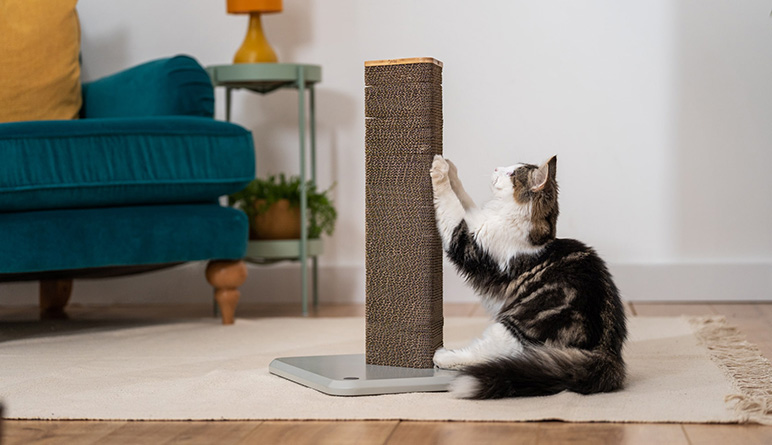 Huisdierbenodigdheden Bevordering -Huisdierbenodigdheden Bevordering 2