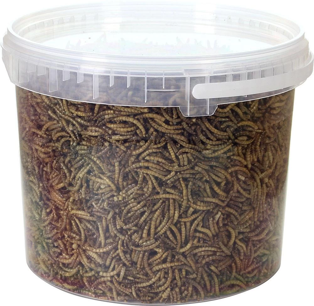 ESVE Meelwormen In Emmer 5 Ltr 4 ESVE Meelwormen In Emmer 5 Ltr - Afbeelding 2