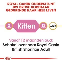 Royal Canin Kattenvoer British Shorthair Kitten 2 Kg -Huisdierbenodigdheden Bevordering royal canin british shorthair kitten kitten kat brits korthaar hero image 8