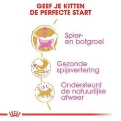 Royal Canin Kattenvoer British Shorthair Kitten 2 Kg -Huisdierbenodigdheden Bevordering royal canin british shorthair kitten kitten kat brits korthaar hero usp