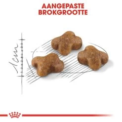 Royal Canin Kattenvoer Kitten 10 Kg 7 Royal Canin Kattenvoer Kitten 10 Kg -Huisdierbenodigdheden Bevordering royal canin kitten kitten kat groeifase hero kibble 1