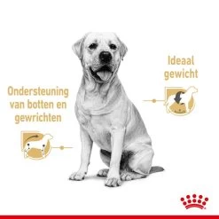 Royal Canin Hondenvoer Labrador Adult 10 X 140 Gr 9 Royal Canin Hondenvoer Labrador Adult 10 X 140 Gr -Huisdierbenodigdheden Bevordering royal canin labrador retriever adult natvoer volwassen hond labrador vanaf 15 maanden hero usp